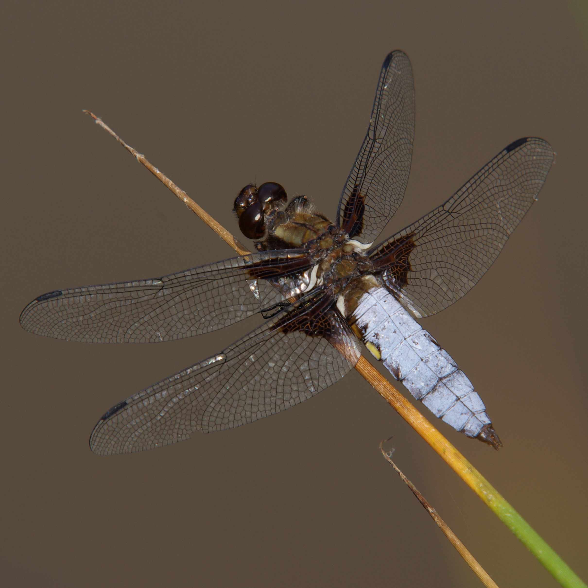 Qui habite cette mare ?